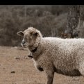 Wool prices shot up 
